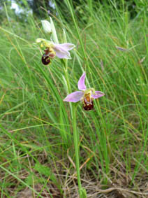 Ophrys apifera